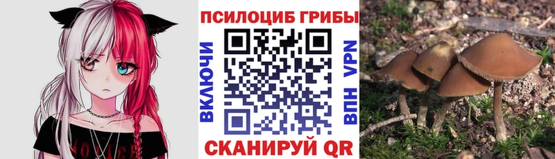 Псилоцибиновые грибы прущие грибы  Чкаловск 